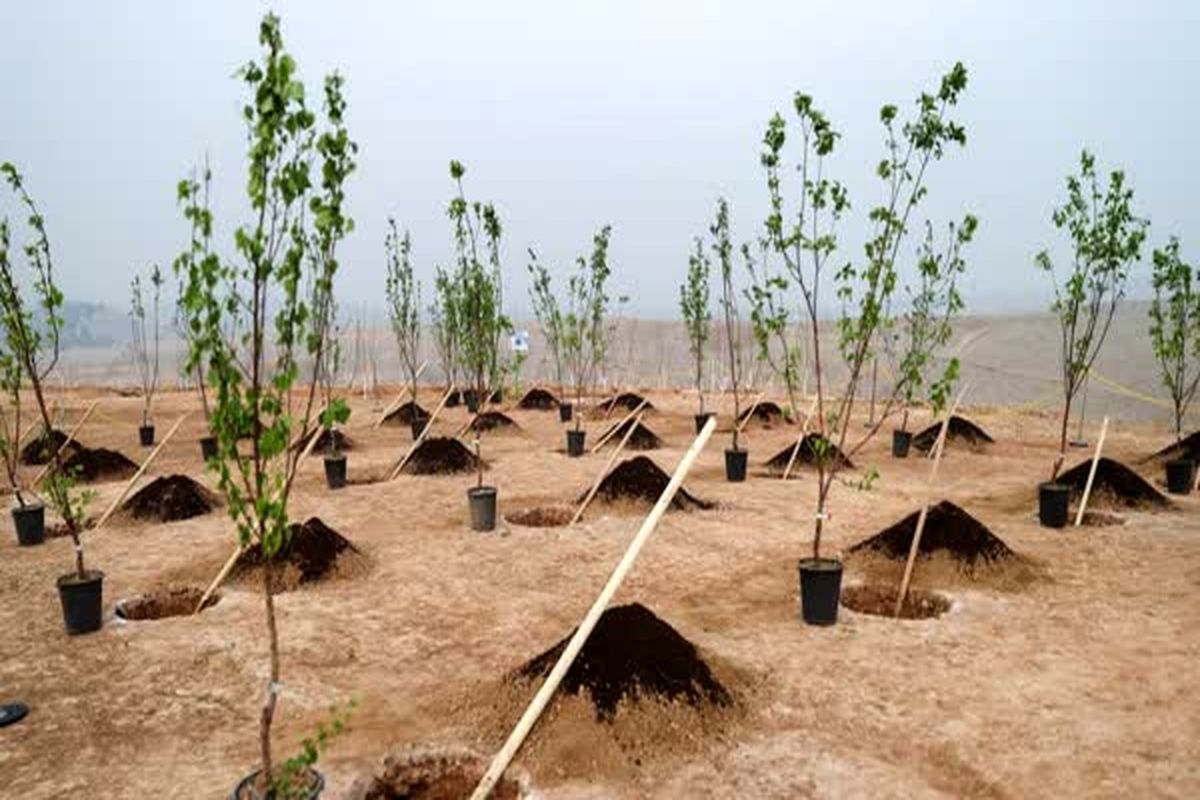 ۳۵ هزار اصله درخت در استان اصفهان کاشته شد