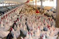 روزانه 100 تن مرغ در همدان مصرف می شود