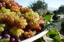 تبدیل ارومیه به رتبه اول صادرات انگور در کشور 