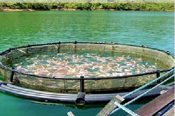 تولید ۹۰۰ تن ماهی از طریق نصب قفس در منابع آبی اصفهان