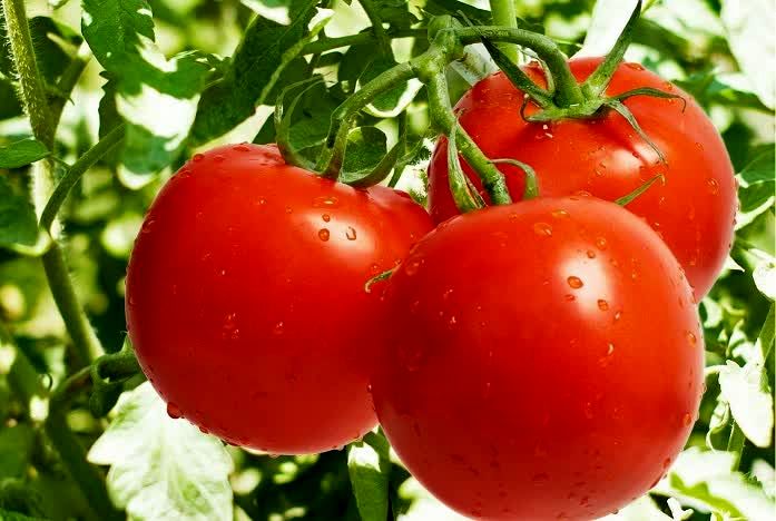 رکوردشکنی کشاورز بیضایی/ تولید ۵۲۵۰ تن گوجه فرنگی