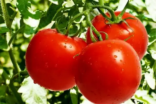 کاهش قیمت گوجه فرنگی