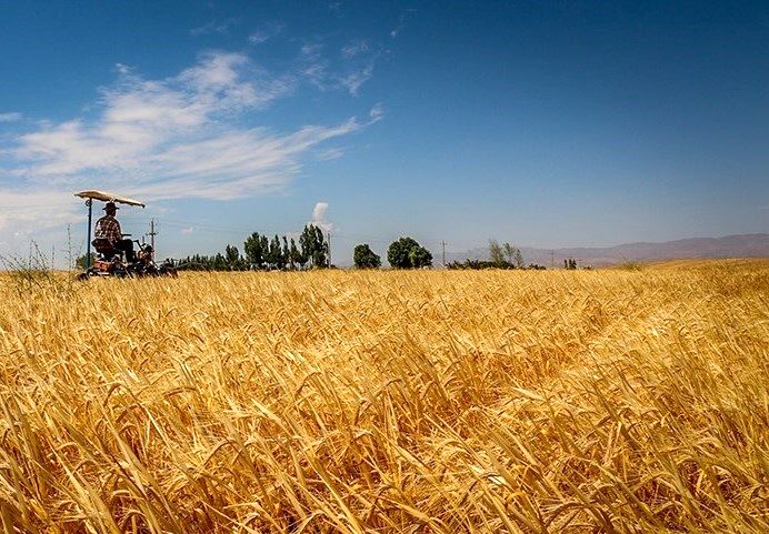 پرداخت ۵۰۰ میلیارد تومان یارانه برای خرید گندم در استان گلستان 