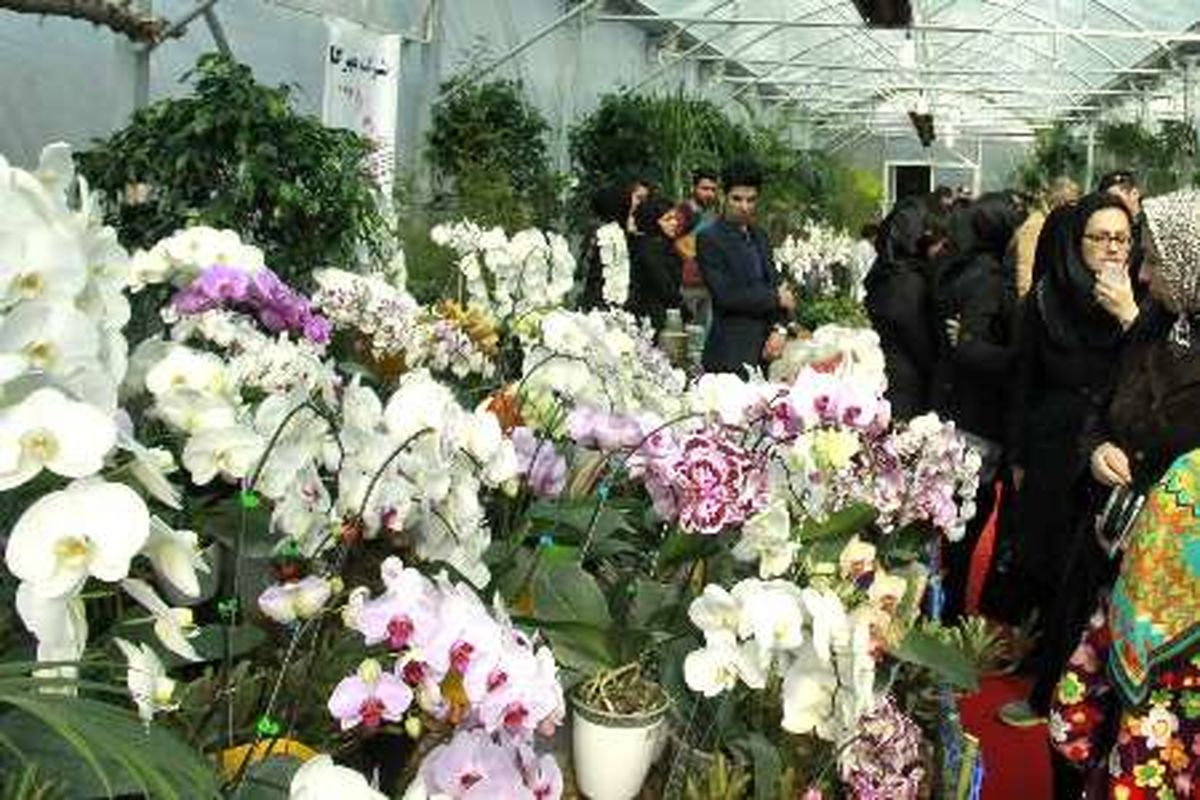 جشنواره ملی و نمایشگاه گل های ارکیده در نوشهر برگزار می شود