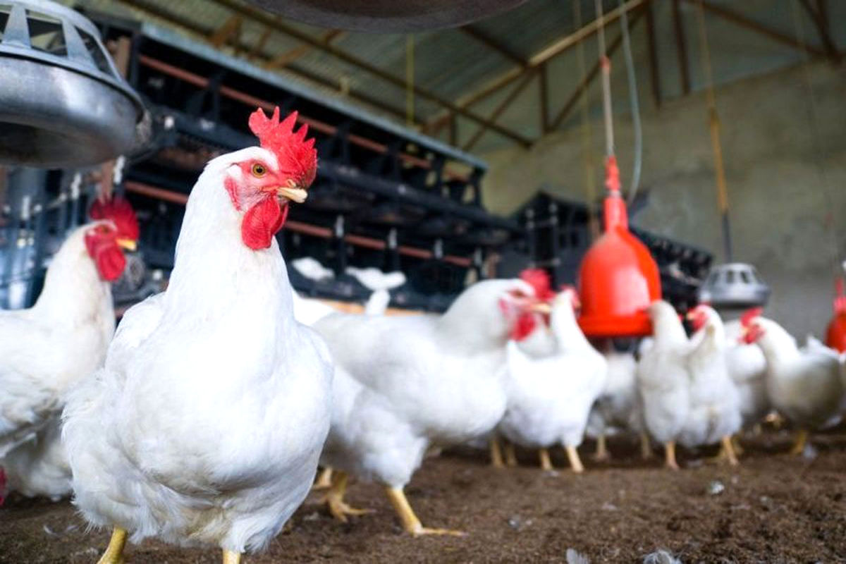 خراسان رضوی رتبه چهارم تولید مرغ در کشور را دارد