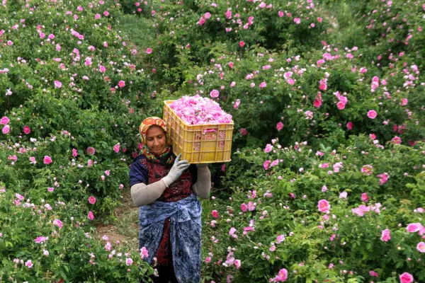 پیش‌بینی برداشت ۷۰۰ تن گل محمدی
