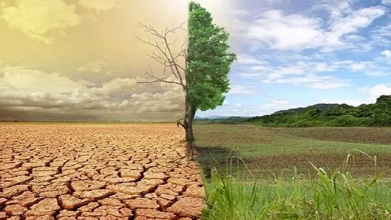 جنگل‌کاری در دل بیابان‌ها، خاک را آرام کرد