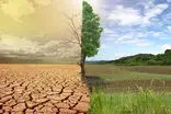 جنگل‌کاری در دل بیابان‌ها، خاک را آرام کرد
