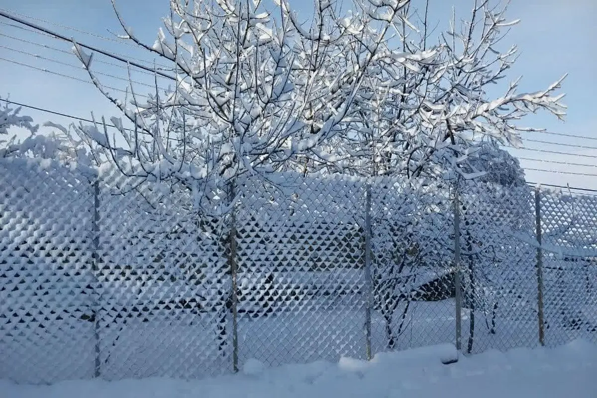 هشدار هواشناسی؛ وقوع سرمازدگی و یخبندان در مازندران