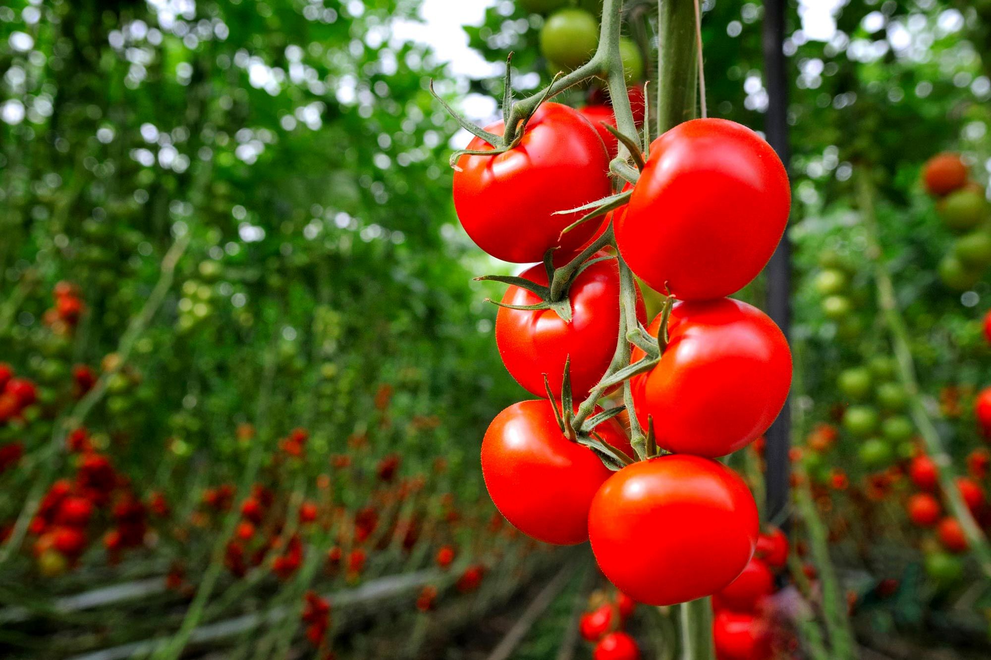 اختصاص بیش از ۱۰ هزار هکتار در فارس به کشت گوجه فرنگی 