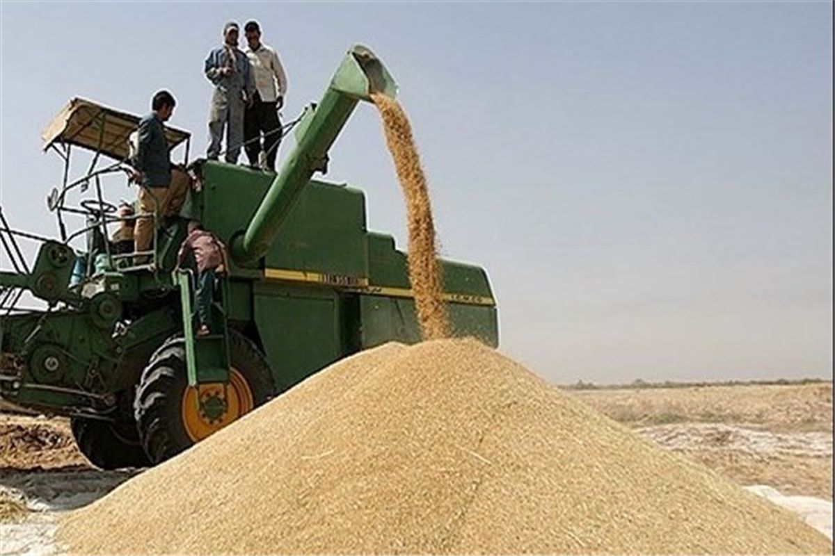 فروش گندم به‌ صورت خرید تضمینی در استان انجام می‌شود