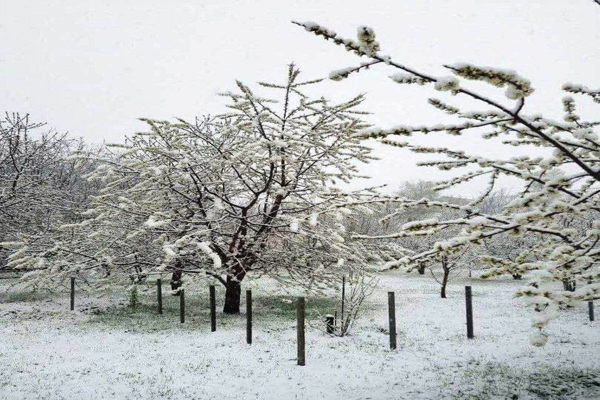 بارش برف و  باران در مازندران
