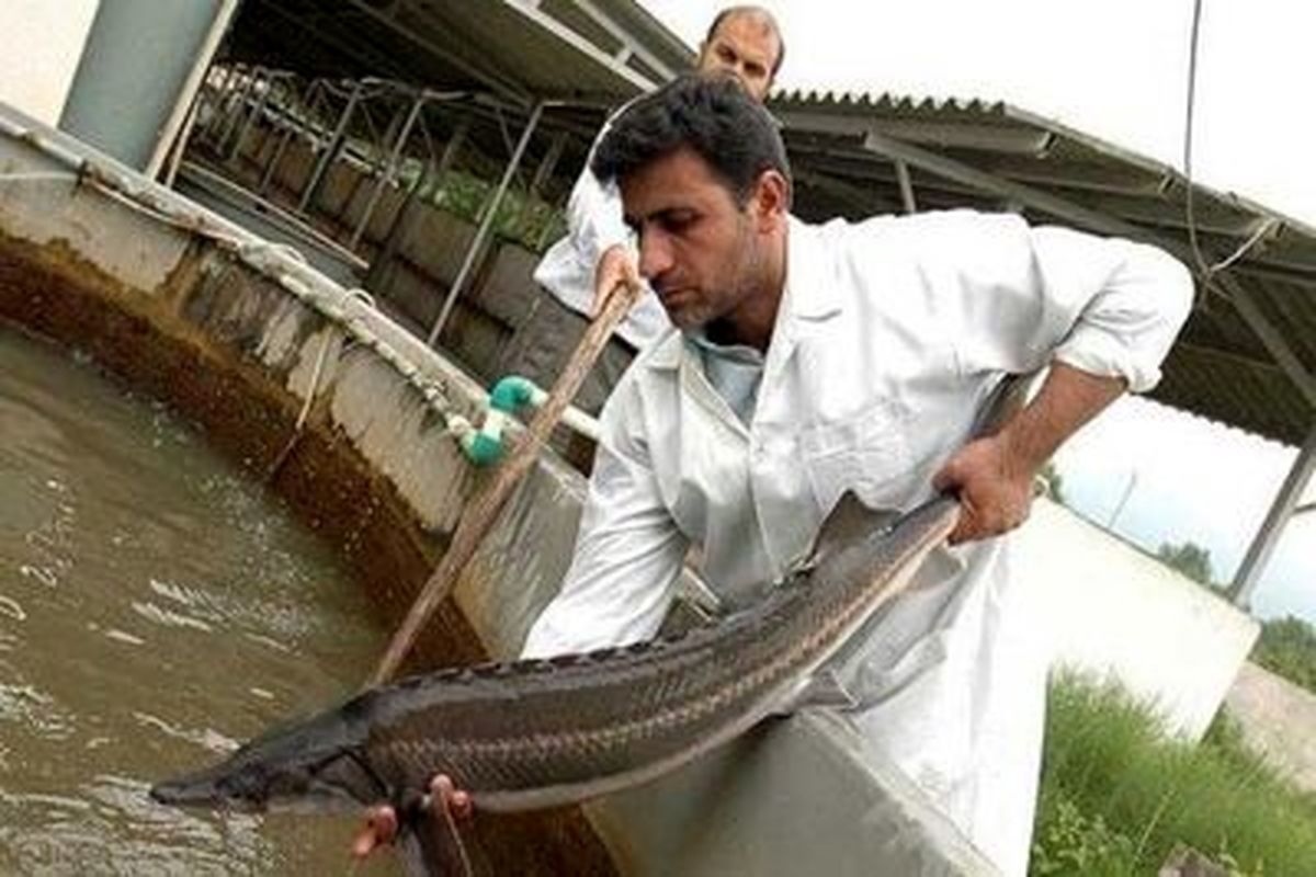 پرورش ماهی خاویاری در حاجی آباد و میناب 