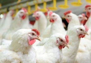 کشف بیش از 5 تن مرغ زنده قاچاق در شهرضا