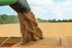 آمادگی ۴۰ مرکز در استان اردبیل برای خرید تضمینی گندم و دانه‌های روغنی 