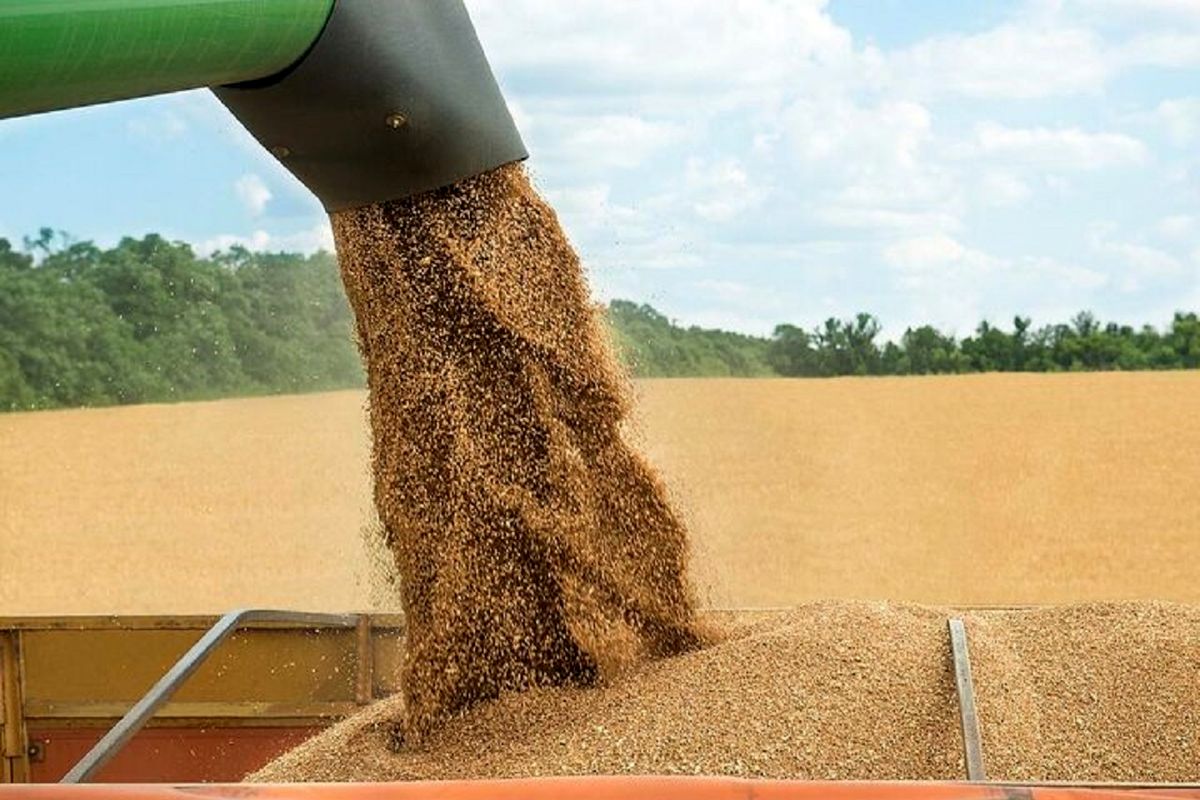خرید تضمینی بیش از 15هزار تن گندم از کشاورزان شهرستان اردبیل 