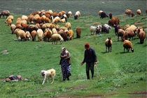 ویزیت رایگان عشایر در مناطق ییلاقی اردبیل