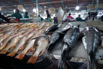 شهروندان بندر عباس از دست فروشان ماهی خرید نکنند