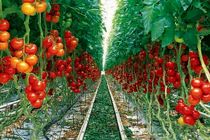 توسعه گردشگری کشاورزی در تیران و کرون / وجود  ۷۰۰ گلخانه سبزی و صیفی و گل‌های زینتی