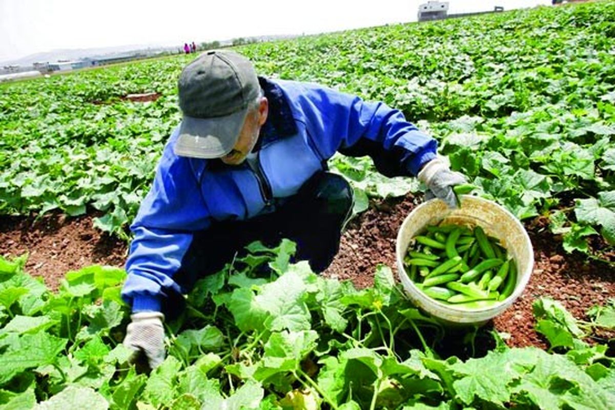 افزایش تولید محصولات ویژه کشاورزی در اصفهان 