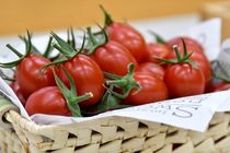 400 تن گوجه فرنگی در میاندورود تولید می شود