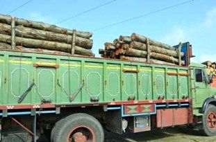 توقیف محموله11 تنی چوب قاچاق در شاهین شهر