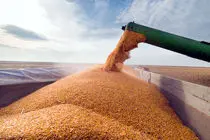 برداشت ۲۵۰۰ هکتار غلات در سیروان