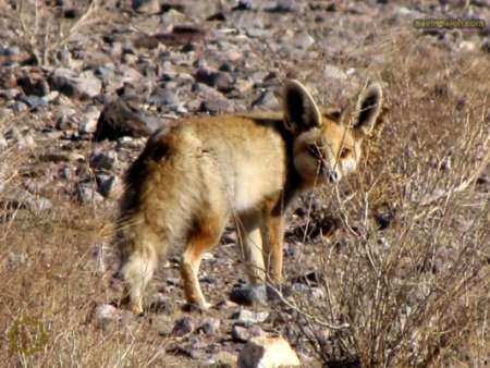 ثبت نخستین رکورد از پراکندگی شاه روباه در لرستان