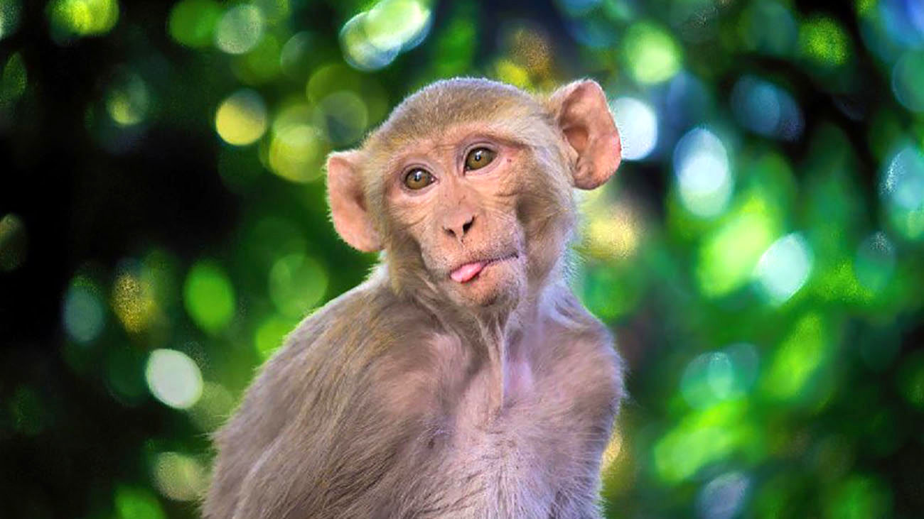 بیماری‌های مشترک انسان و میمون رزوس قابل پیشگیری نیستند/ کدام حیوانات برای نگهداری در خانه مناسب‌اند؟
