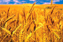 پیش‌بینی تولید 742 هزار تن گندم در آذربایجان‌‎شرقی