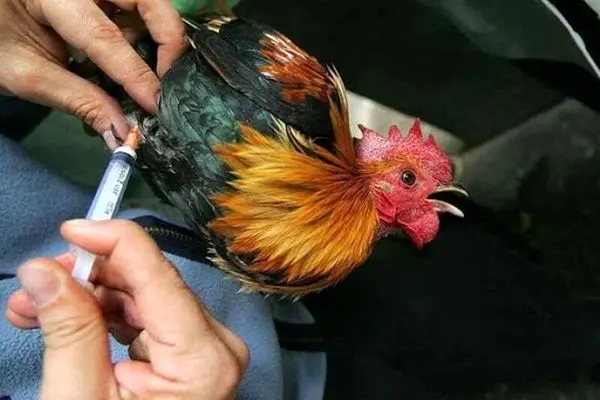 تعرفه‌ جدید خدمات دامپزشکی دولتی ابلاغ شد