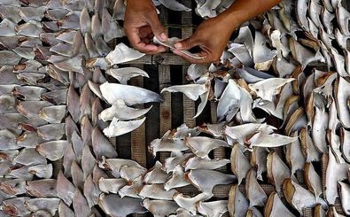 کشف محموله بزرگ قاچاق «باله کوسه ماهی» در آب های کیش