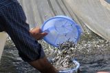 رهاسازی بچه ماهیان در رودخانه‌های شیلاتی مازندران آغاز شد