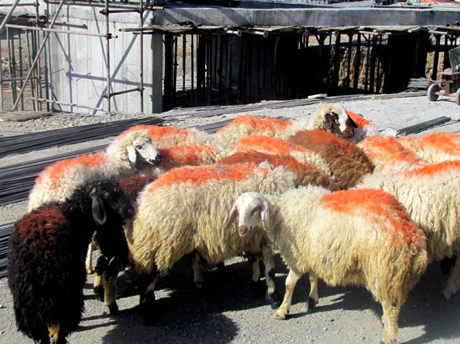 گوسفند دزدی در شرق تهران/ شش سارق دستگیر شدند