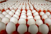 کشف بیش از ۴ تن تخم مرغ فاقد مجوز در بوانات‌  