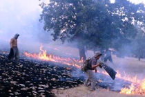 آتش سوزی جنگلهای باشت پس از سه روز ادامه دارد