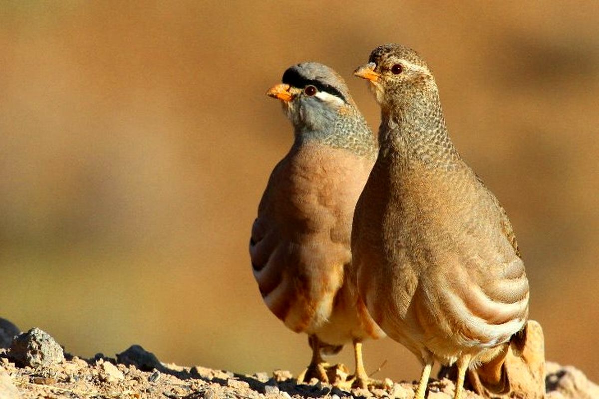 رهاسازی ۲۵قطعه پرنده تیهو در منطقه حفاظت شده در اردستان