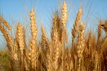 امسال تولیدات کشاورزی افزایش می یابد/ تمام سیلوهای کشور امکان ذخیره سازی مکانیزه گندم را ندارد