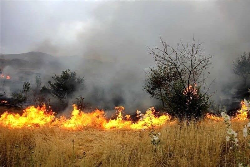 بی احتیاطی گردشگران، آتش حریق را به جان 2 هکتار سایت پرورش آهو انداخت