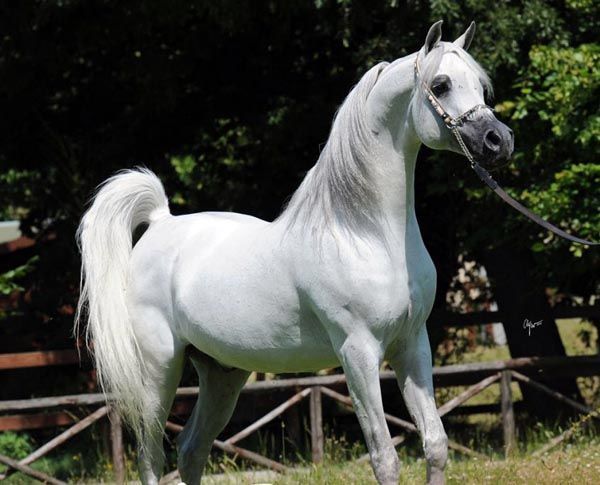 اردبیل میزبان اولین جشنواره کشوری زیبایی اسب کرد شد