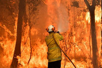 1.25 میلیارد حیوان در آتش سوزی استرالیا تلف شدند