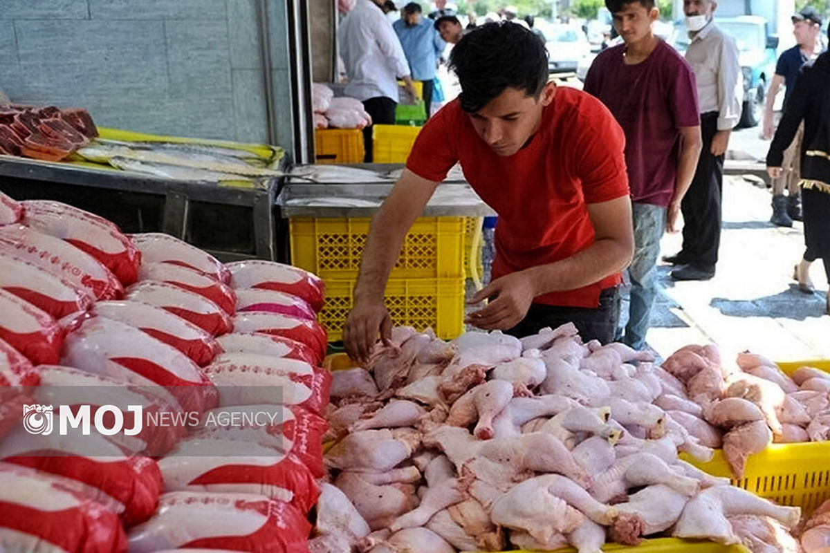 ارسال ۱۹۹ هزار کیلوگرم مرغ از مازندران به تهران