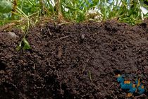 مطالعات خاکشناسی ۴۴۰ هزار هکتار از اراضی کشاورزی استان قزوین به روز رسانی می شود