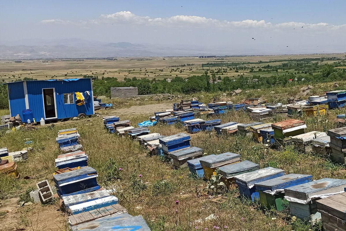 سه هزار و ۳۸۲ زنبورستان در خوزستان فعال است