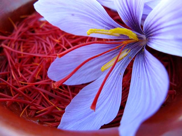 Iran's considerable saffron export in last year