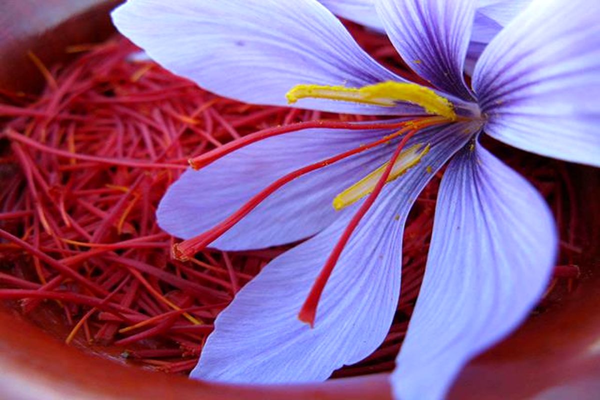 Iran's considerable saffron export in last year