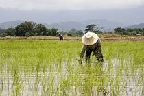 مبارزه بیولوژیک با ساقه خوار برنج در 70 هکتار شالیزار نکا