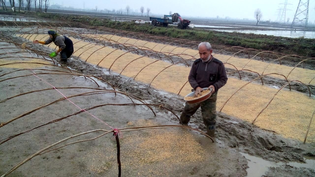 نخستین بذرپاشی برنج در میاندورود انجام شد