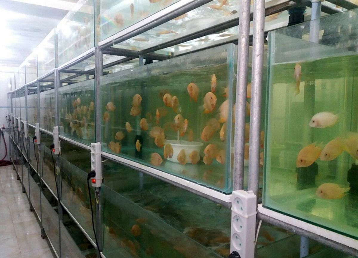 رشد صنعت پرورش ماهیان زینتی در ایران / تولید ماهیان زینتی در کشور 500 میلیون قطعه در سال
