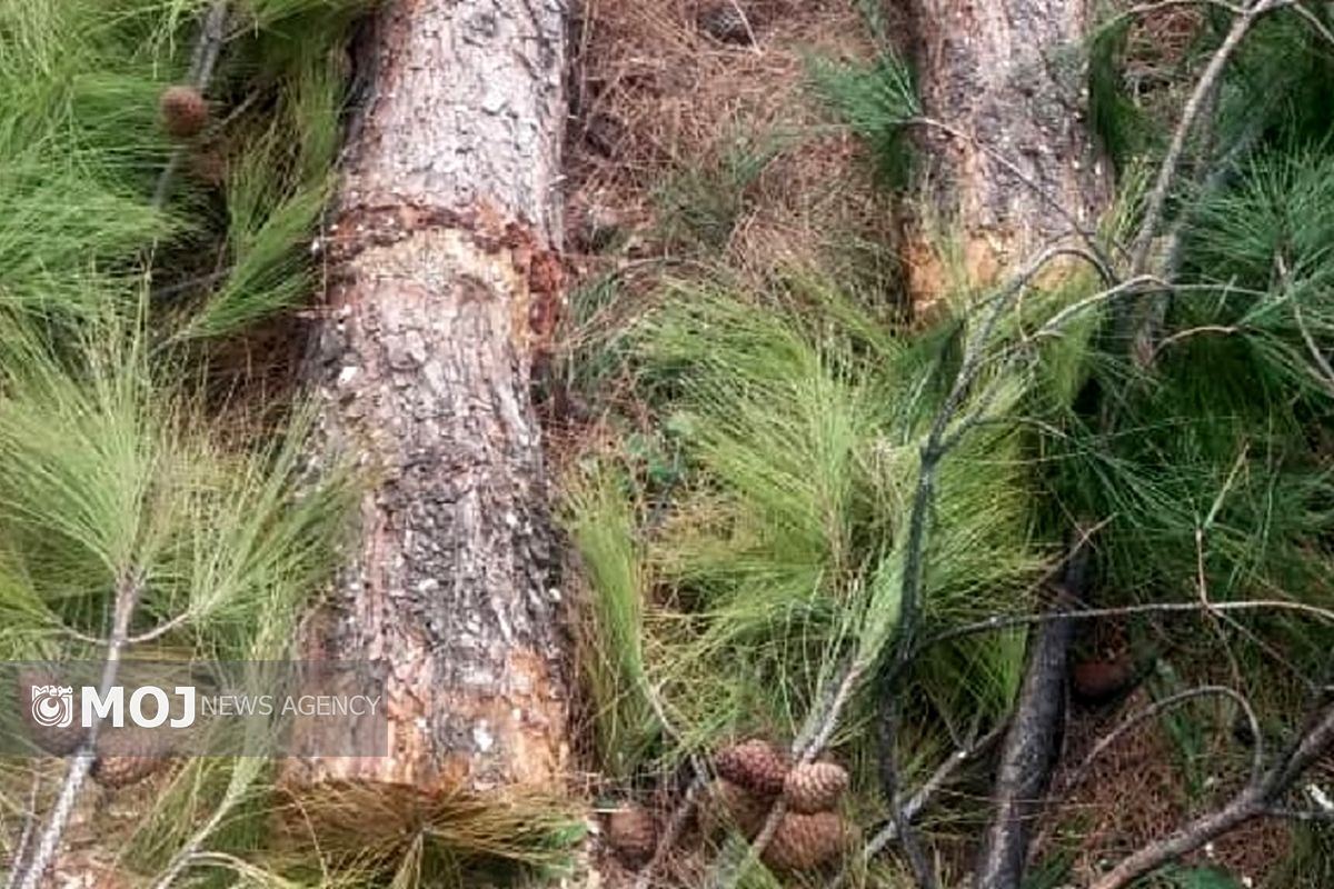 دادستان خرم‌آباد به پرونده قطع درختان هنرستان ولیعصر ورود کرد